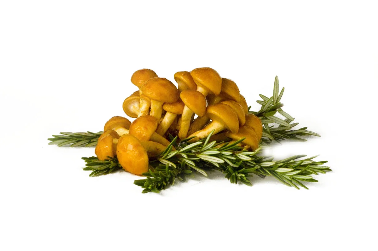 Nameko