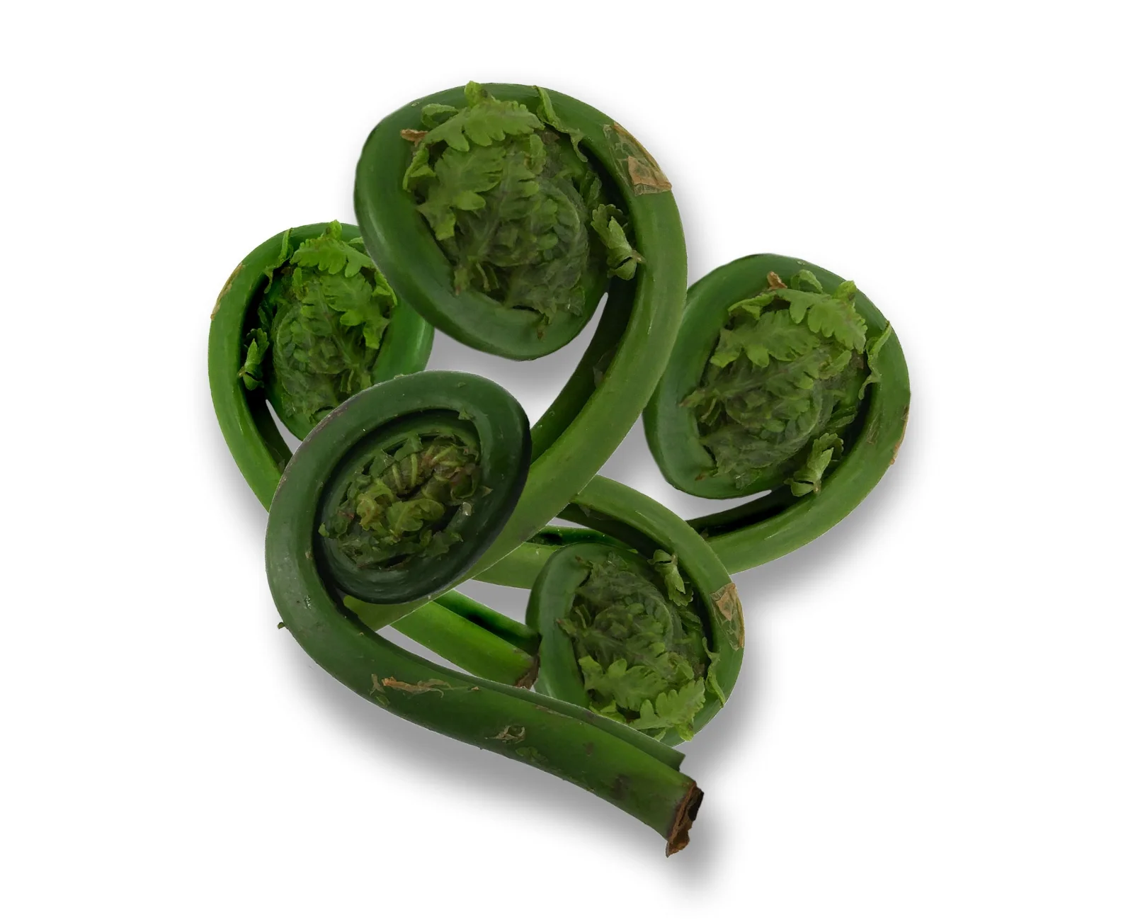 Fiddleheads