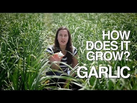 How Does it Grow? Garlic