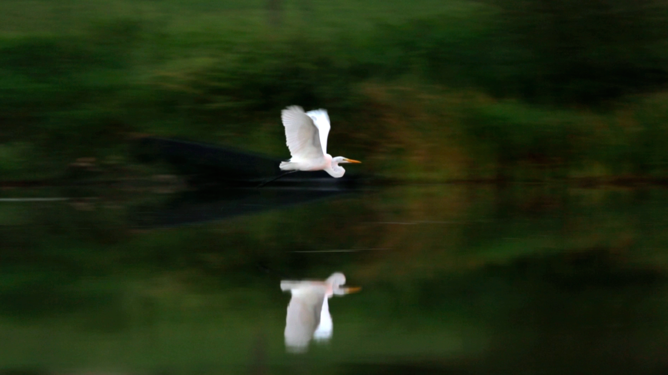 Wildlife on Jumby Bay