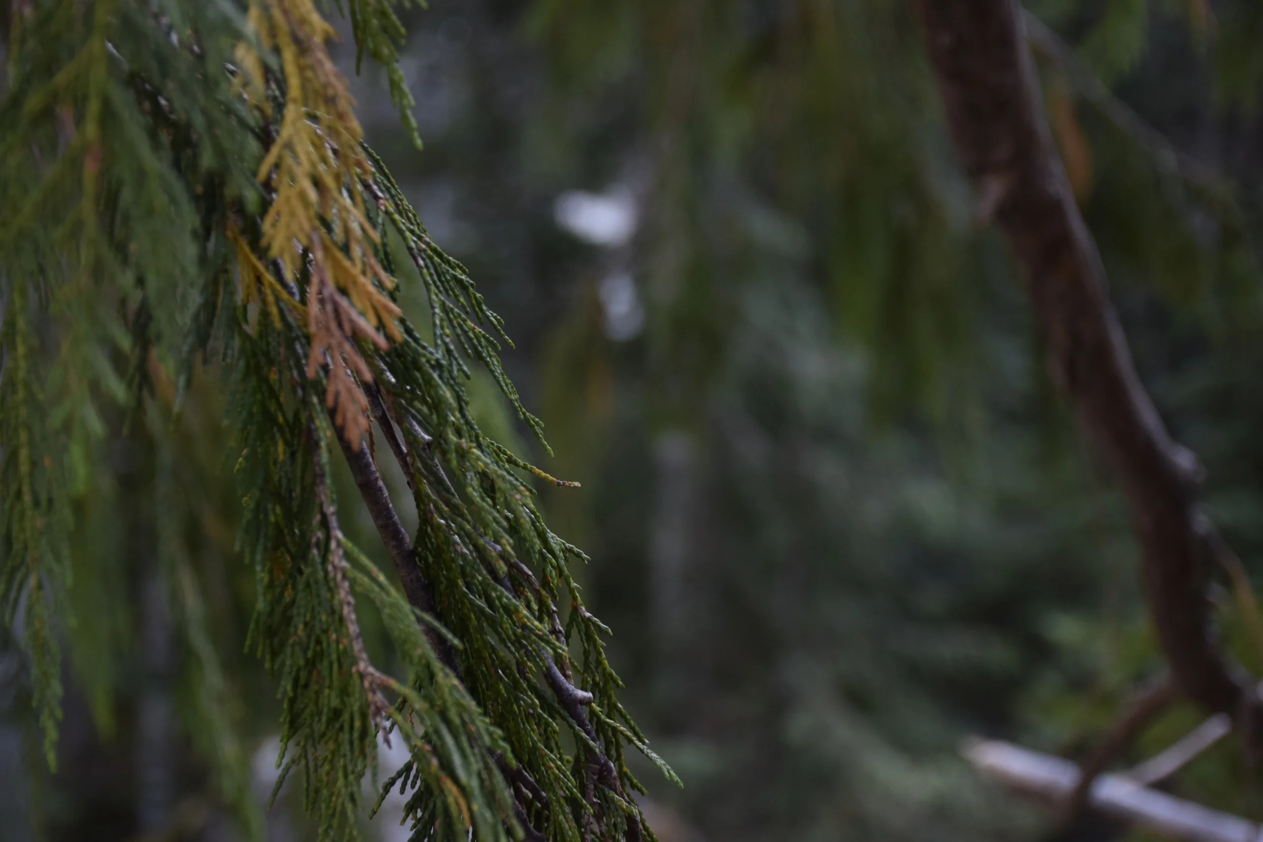 Leaves by Lake Serene