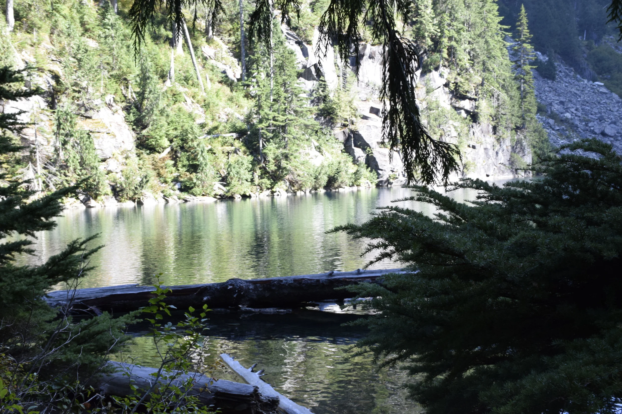Trees over Lake Serene