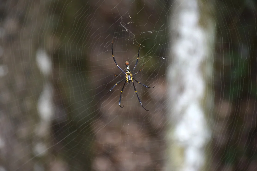  We spotted this spider while hiking in Penang's Taman Neggara National Park. (Photo by Vidya Rao) 