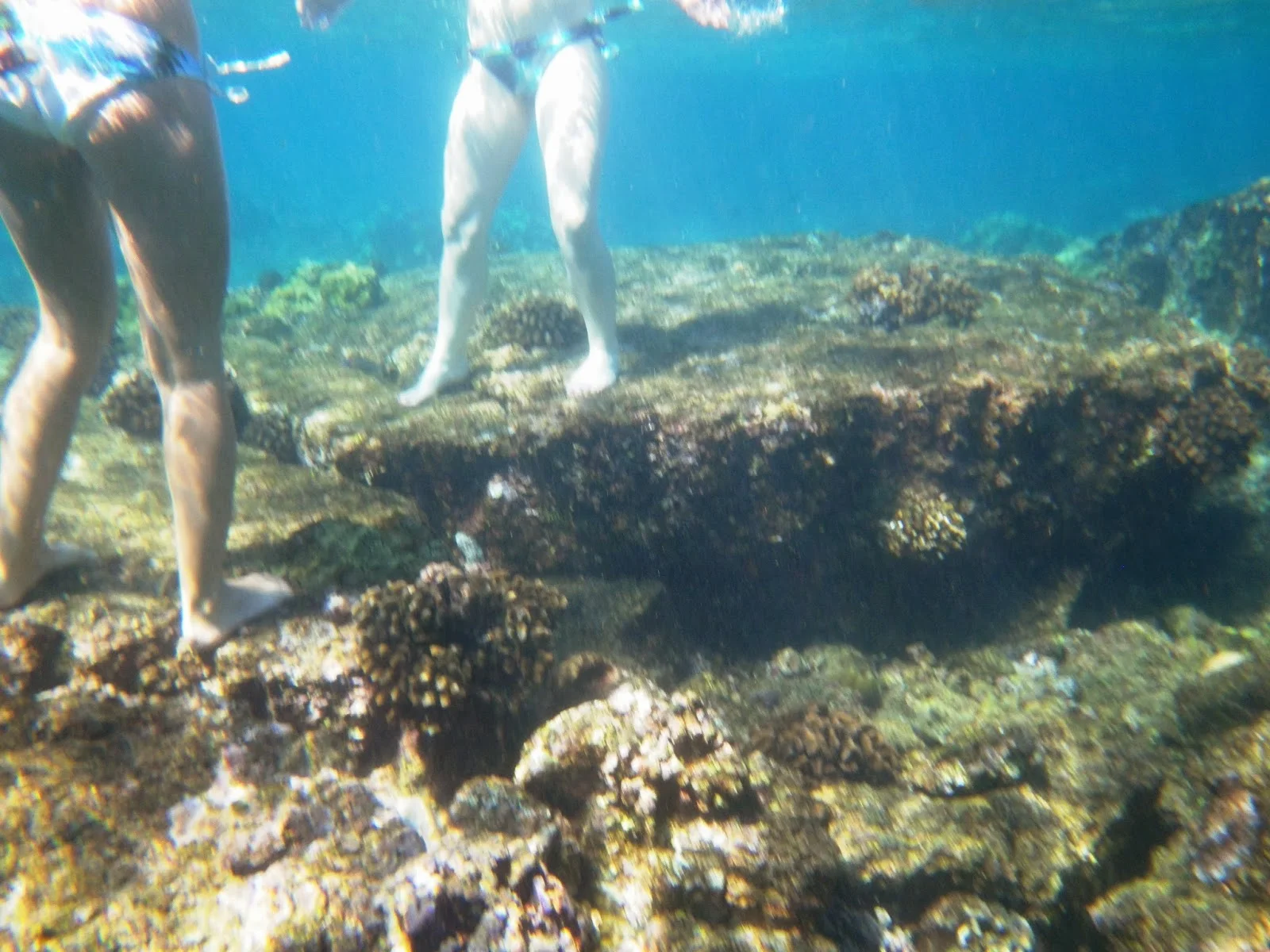 tourists on coral reef.jpg