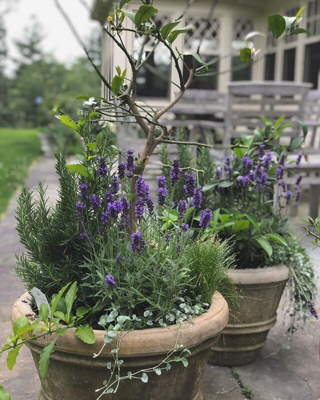 Herbs and fragrance 👃🏻🌿 💜🍋 #lavenders #citrus #ivy #containergardens #edibles #herbs #gardendesign #JdG