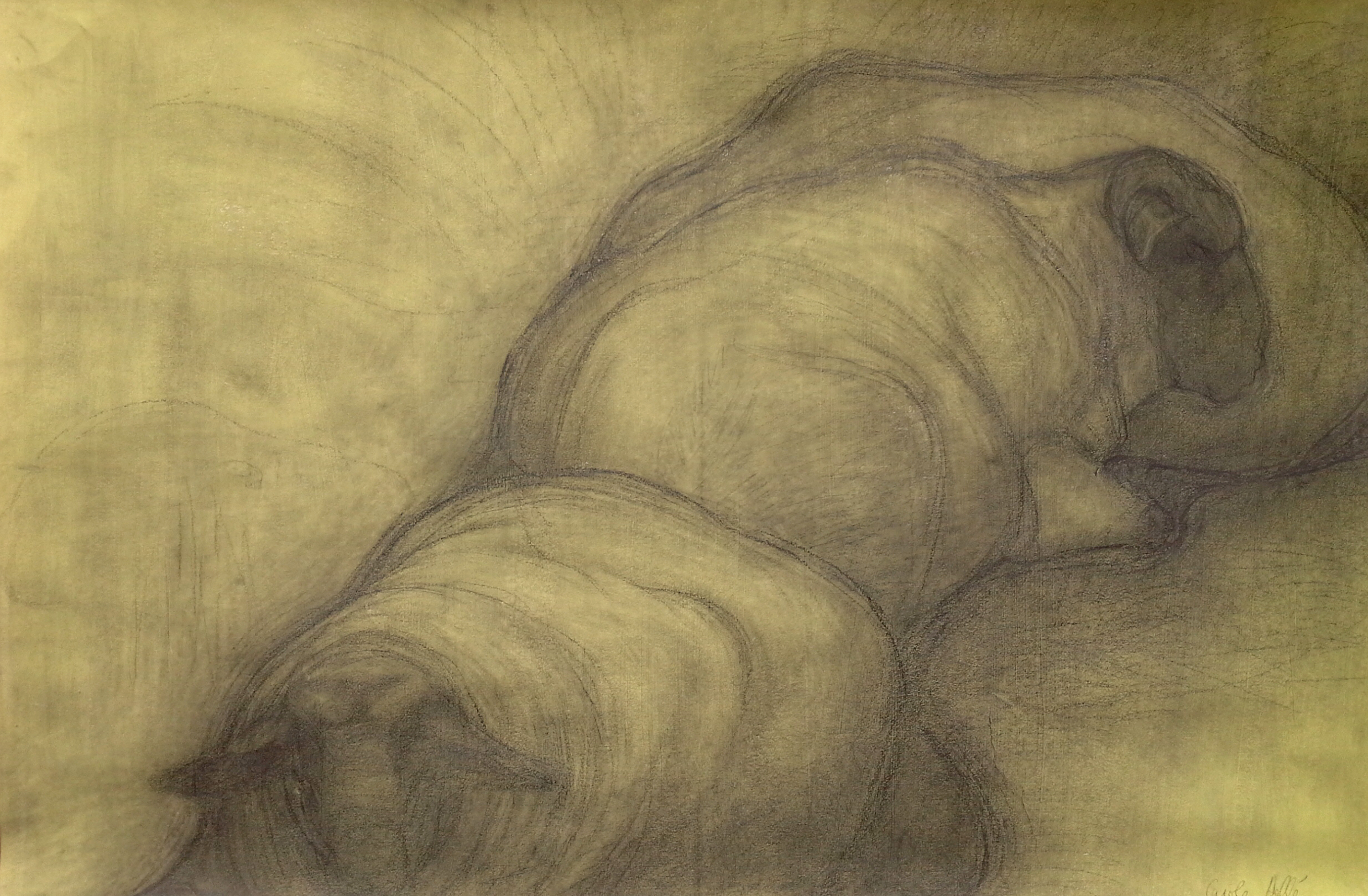 Yellow sheep , Graphite and sanguine on gessoed paper, 42" X 58", 2014