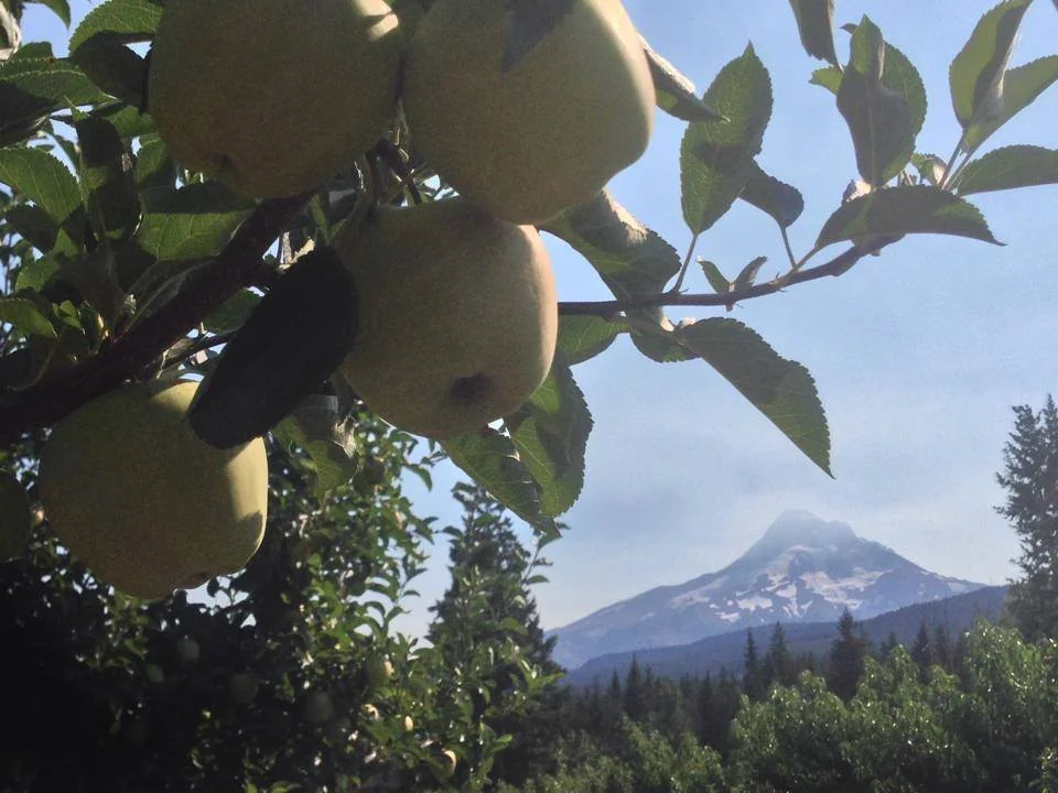  Eating a few apples in the orchard is very much allowed and strongly encouraged farming friends when you are apple picking at Mt. View Orchards. Also please bring your gentle dogs on a leash, they are welcome as well.