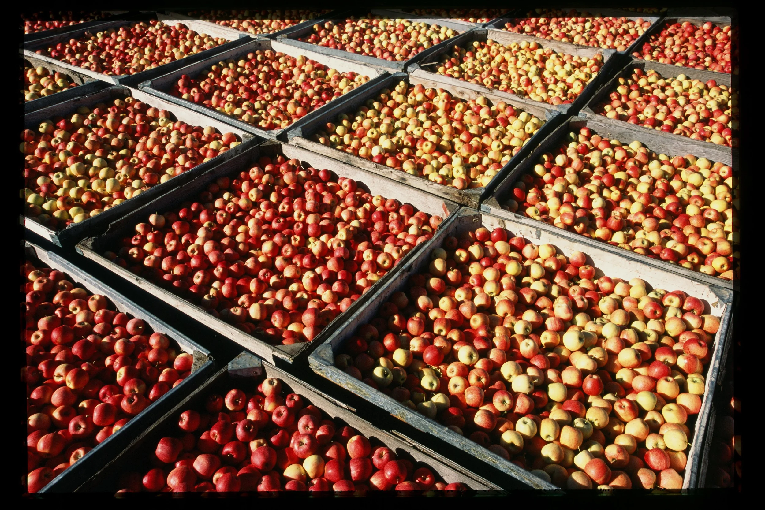 "Gratitude can transform common days into thanksgiving, turn routine jobs into joy and change ordinary opportunities into blessing." (W. A Ward)