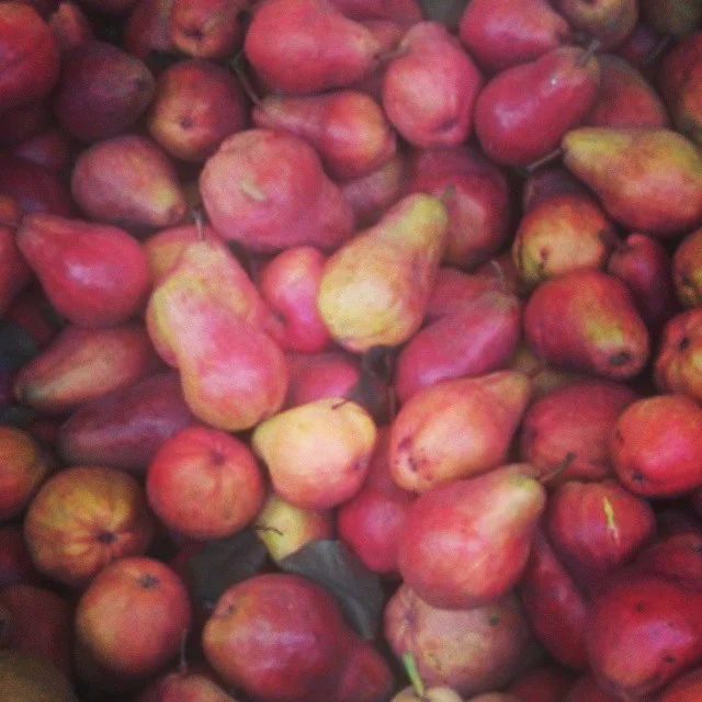 Ripe bartlett pears