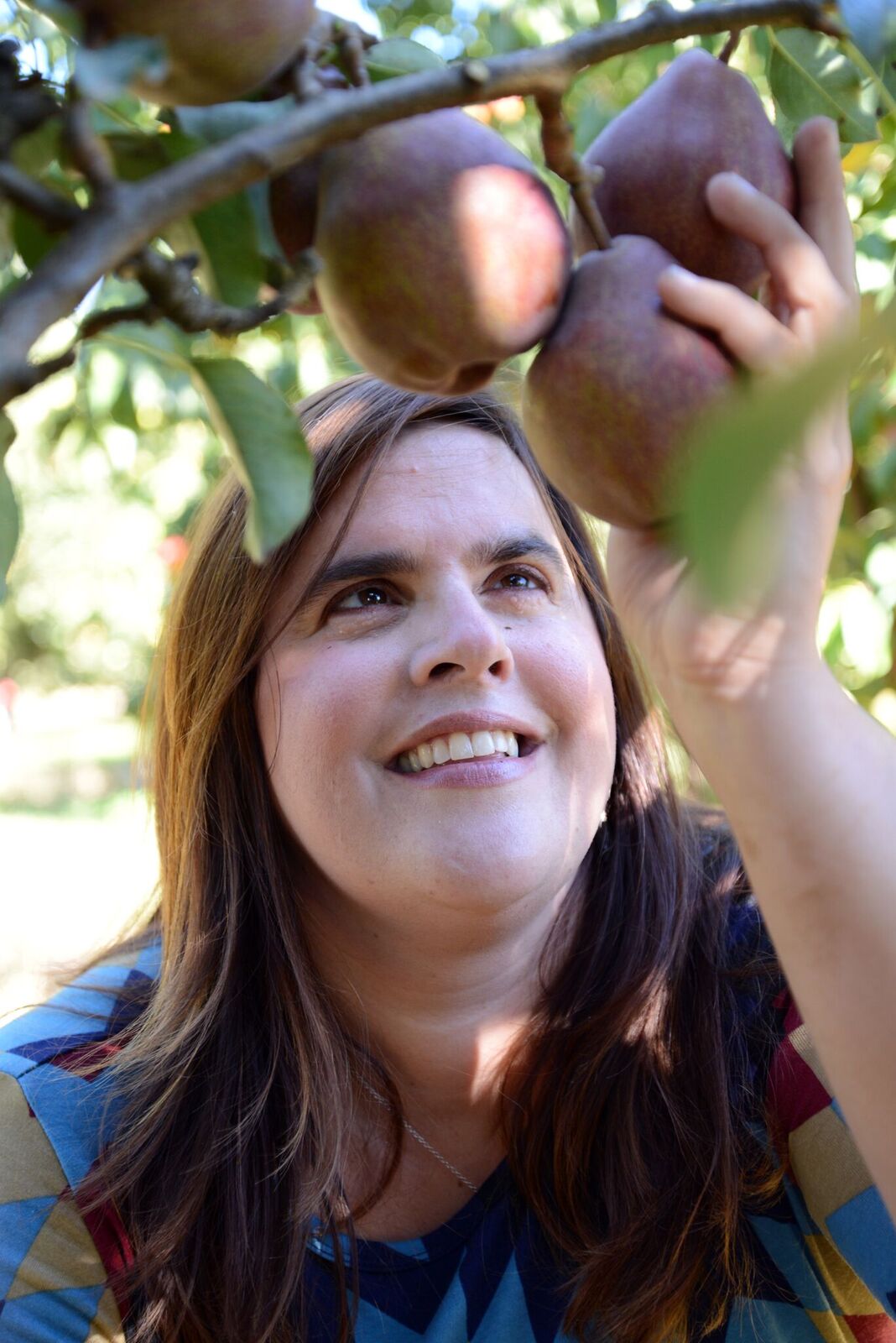 Harvesting pears: Photo by Ben Mitchell/Hood River News