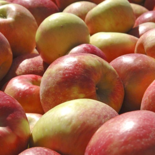 Honeycrisp apples are a favorite @mtvieworchards and today we are going to be sharing some forward with our local food bank.  Apples are extremely rich in important antioxidants, flavanoids, and dietary fiber. The phytonutrients and antioxidants in a