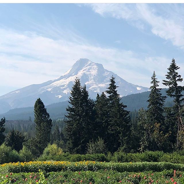Looking for a spot to take some family photos or picnic? Our sunflowers are in bloom and it&rsquo;s a beautiful day to come visit the farm. #mtvieworchards