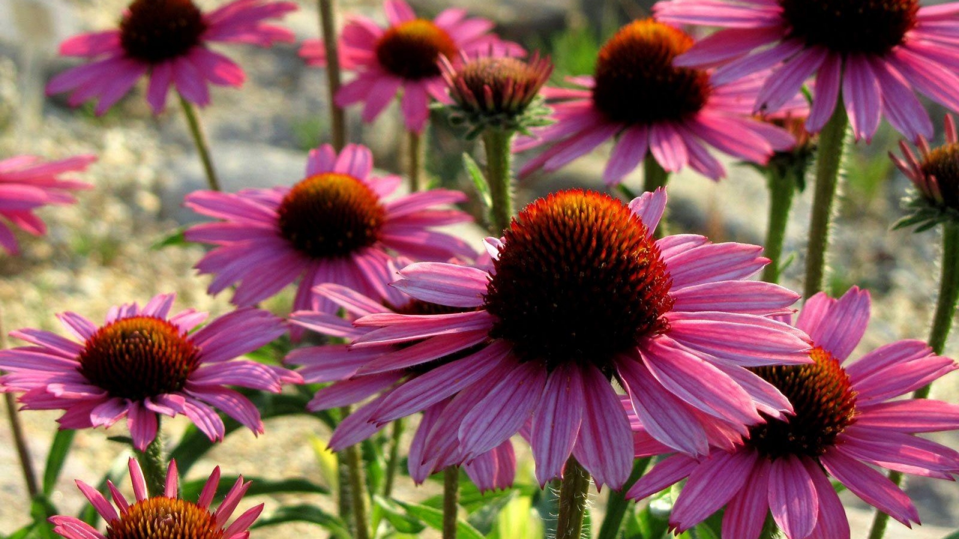 Dr. Kerry Bone was internationally recognized for his research into the immunological effects of Echinacea Purpurea.