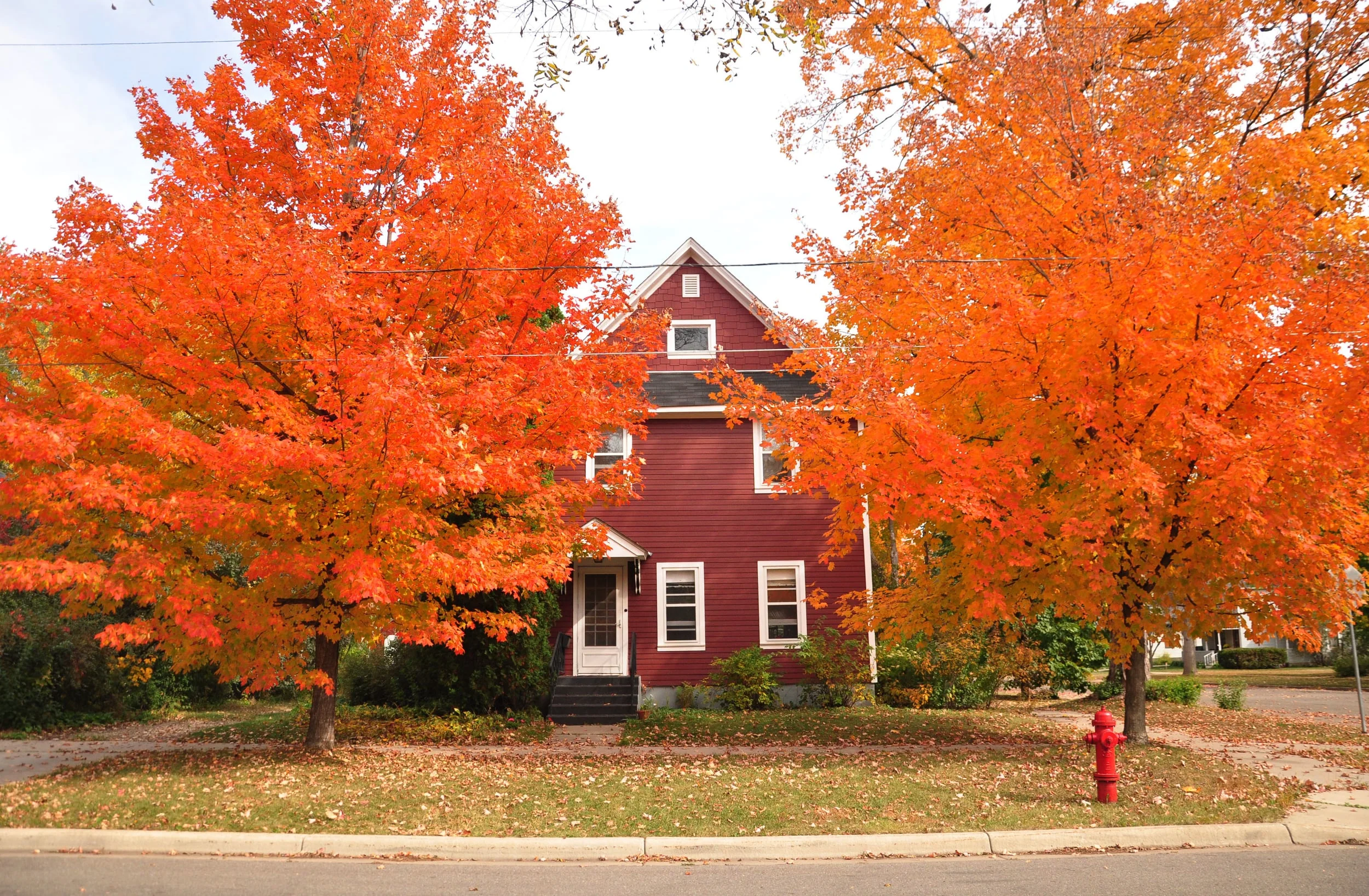 fall leaves 056.JPG