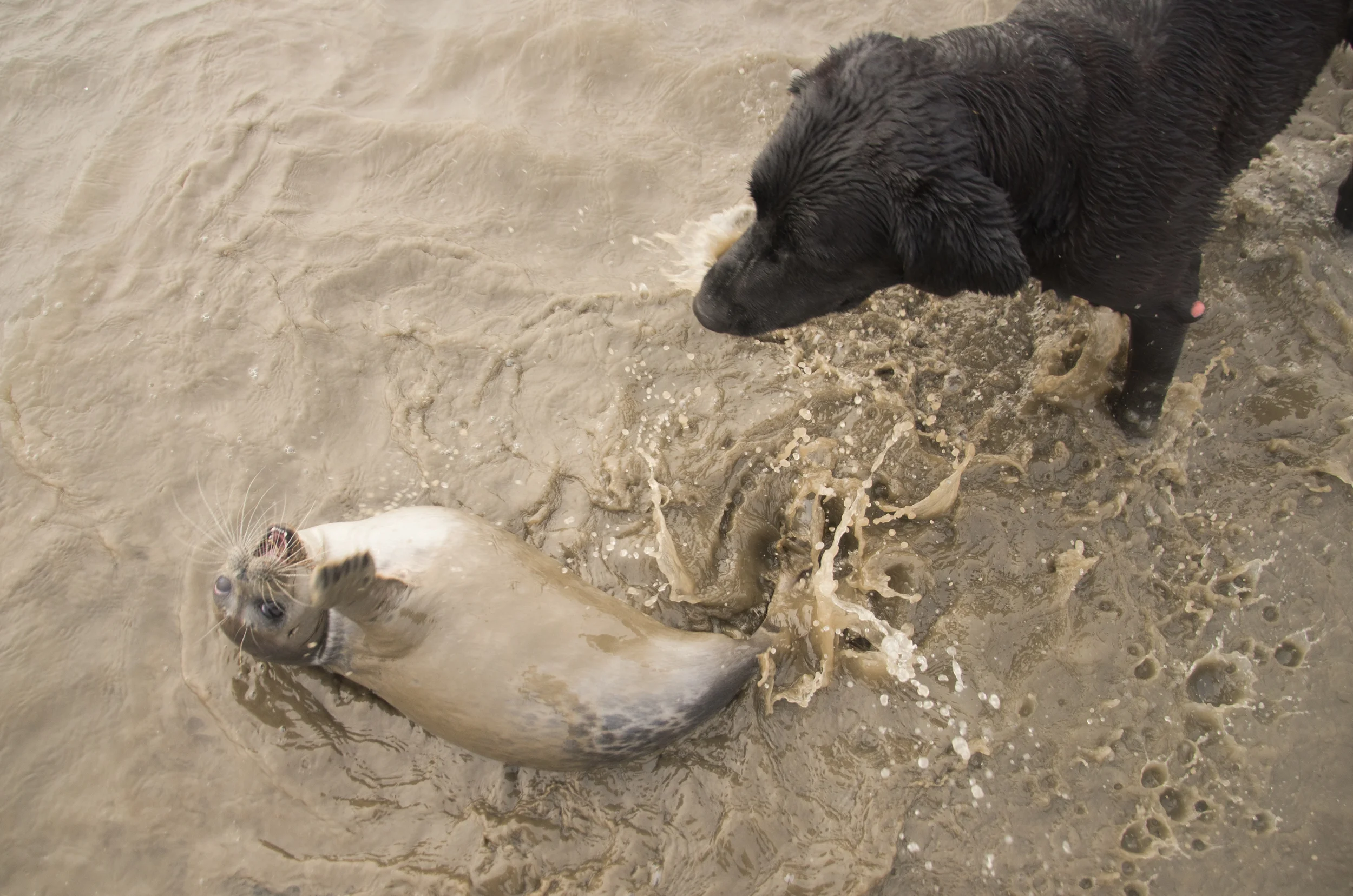 seal.jpg