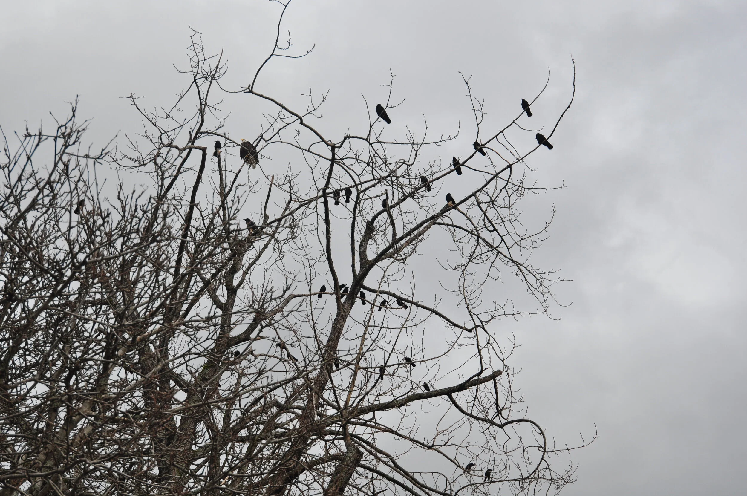 DSC_0556.JPG