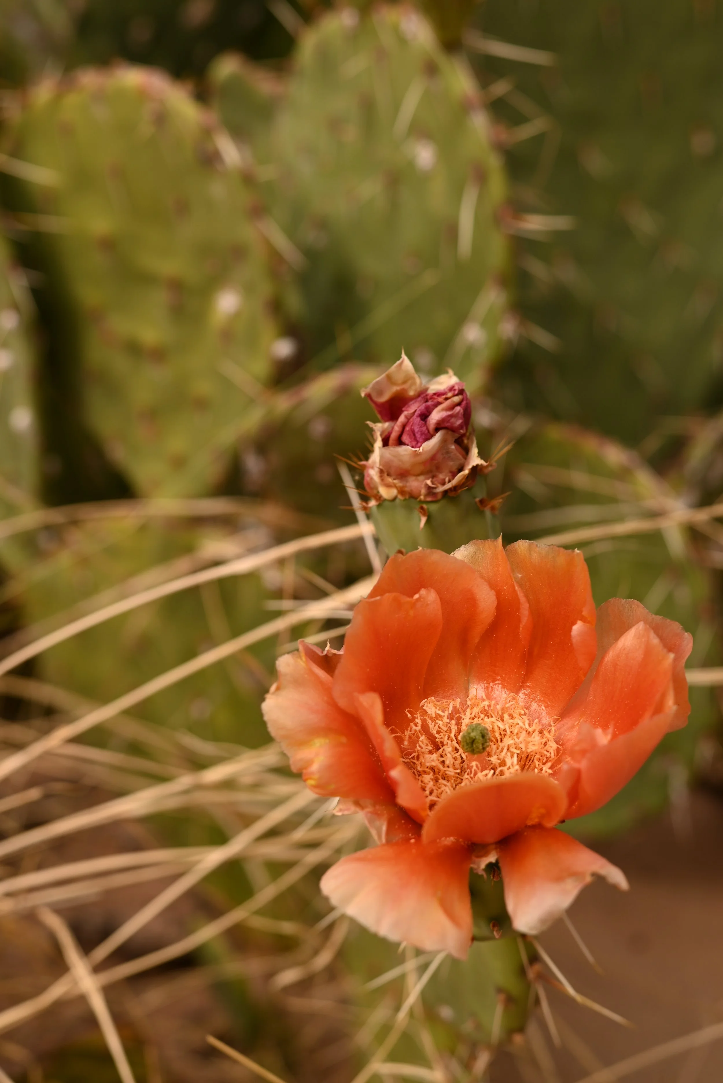 DSC_2957.JPG