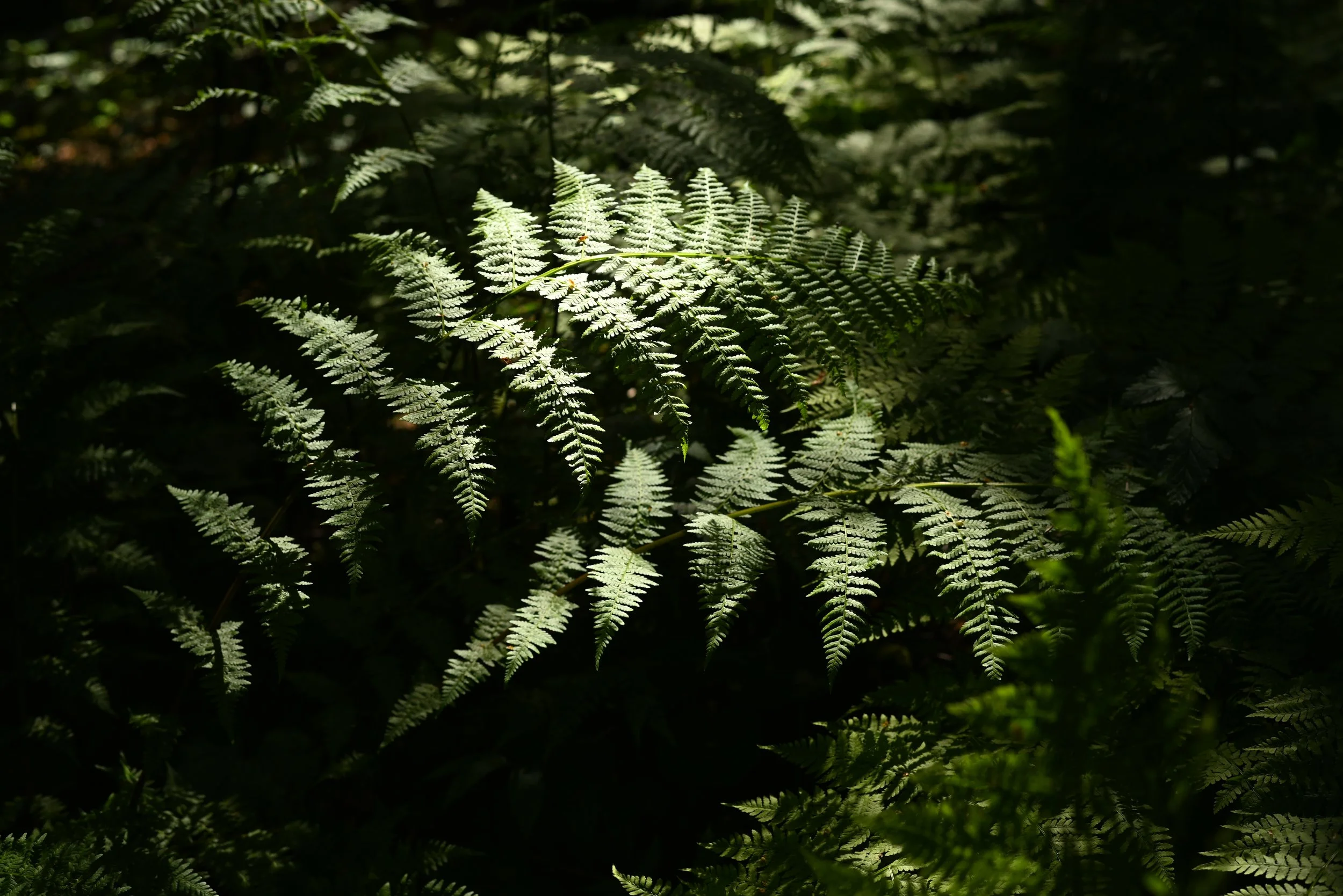 DSC_0644.JPG
