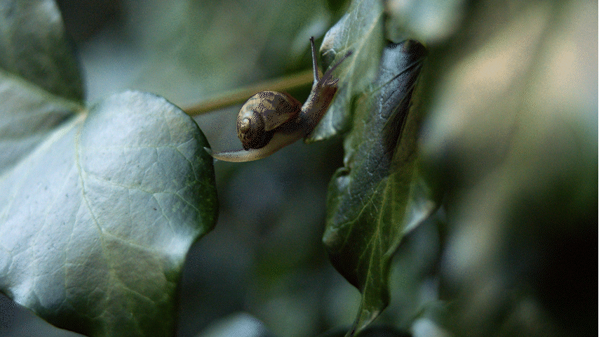 NT Snail.gif