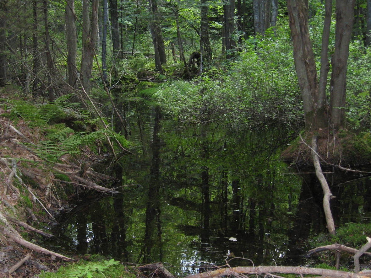 Vernal pools are sensitive areas that provide breeding habitat for amphibians and invertebrates. 