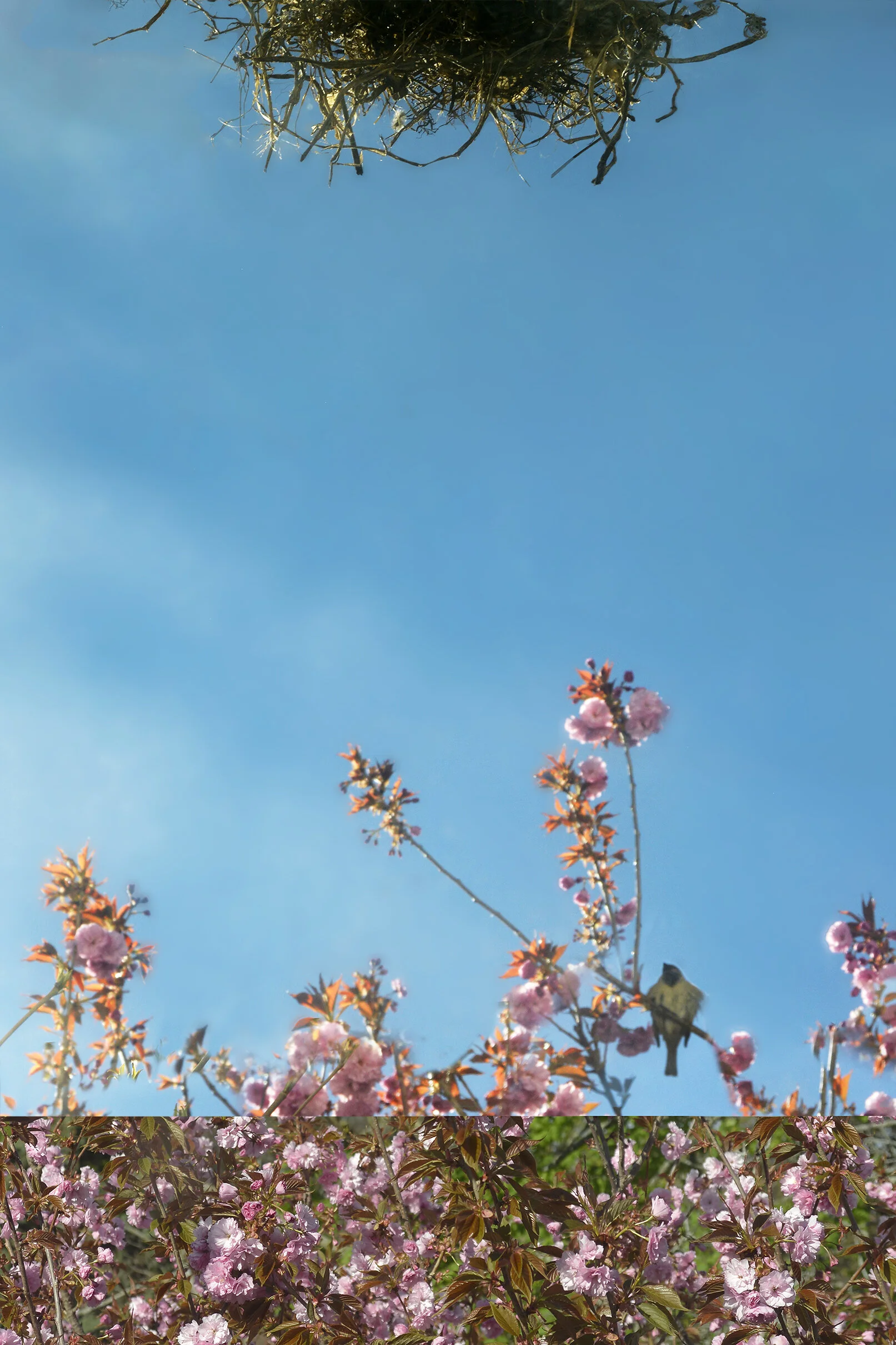 klv bird bloom thmbjpg.jpg