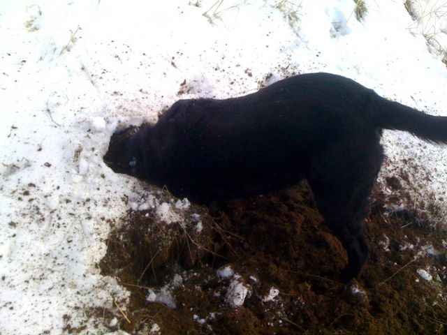But she kept digging anyway...