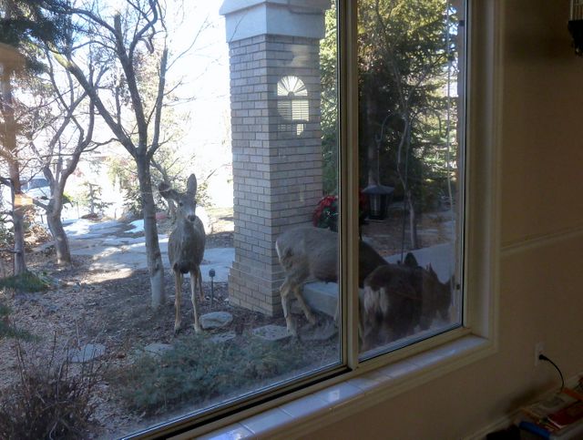 Back at the bird feeder...