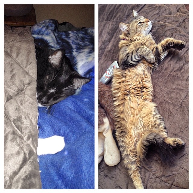 Their cats Geezer (who moved with Elisha) and Spike (who moved with Sean) are also doing well!