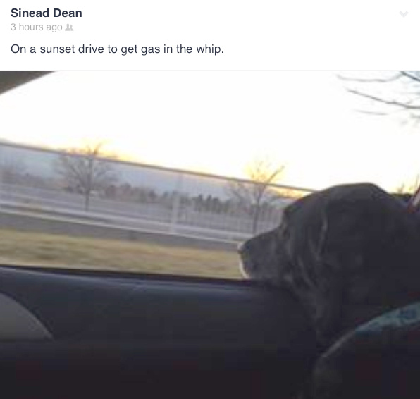 Sophie loves going on car rides with Sinead