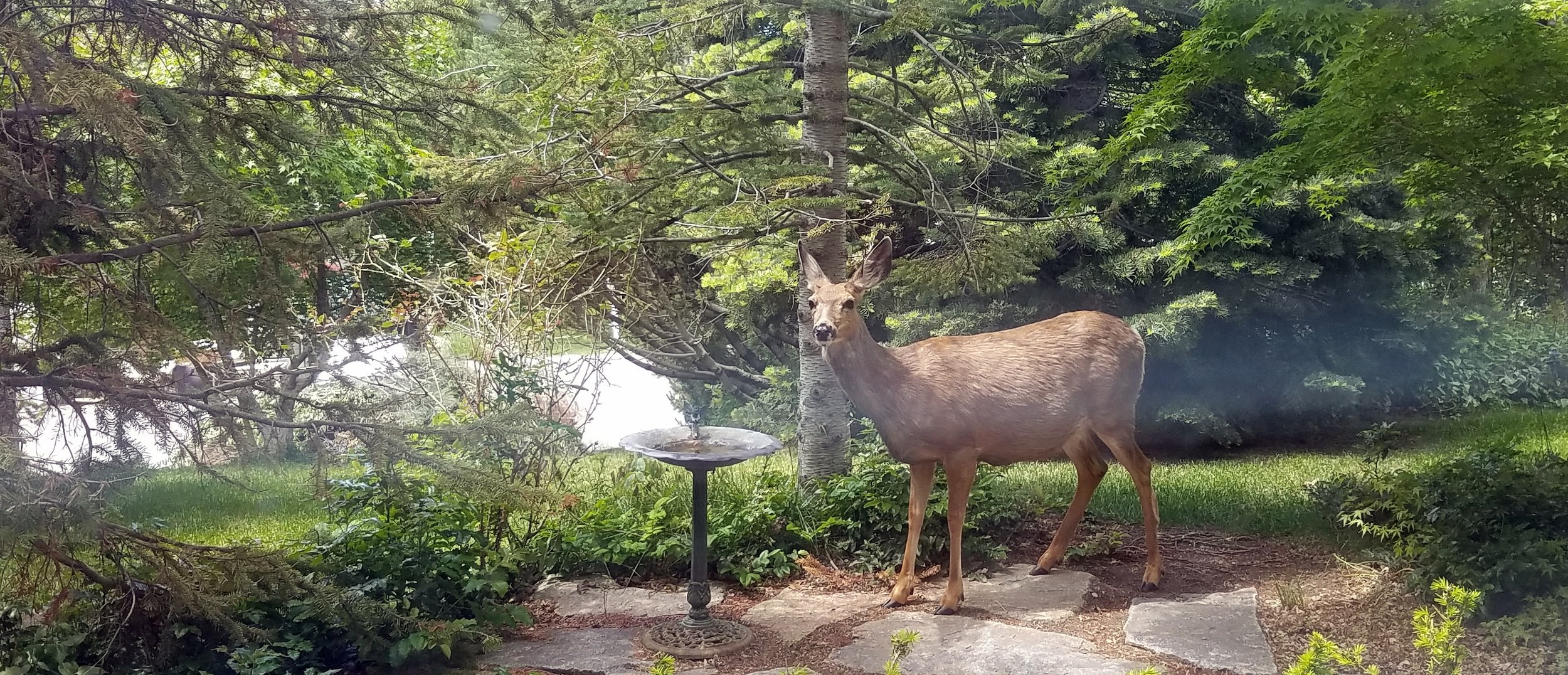 Deer oh deer!