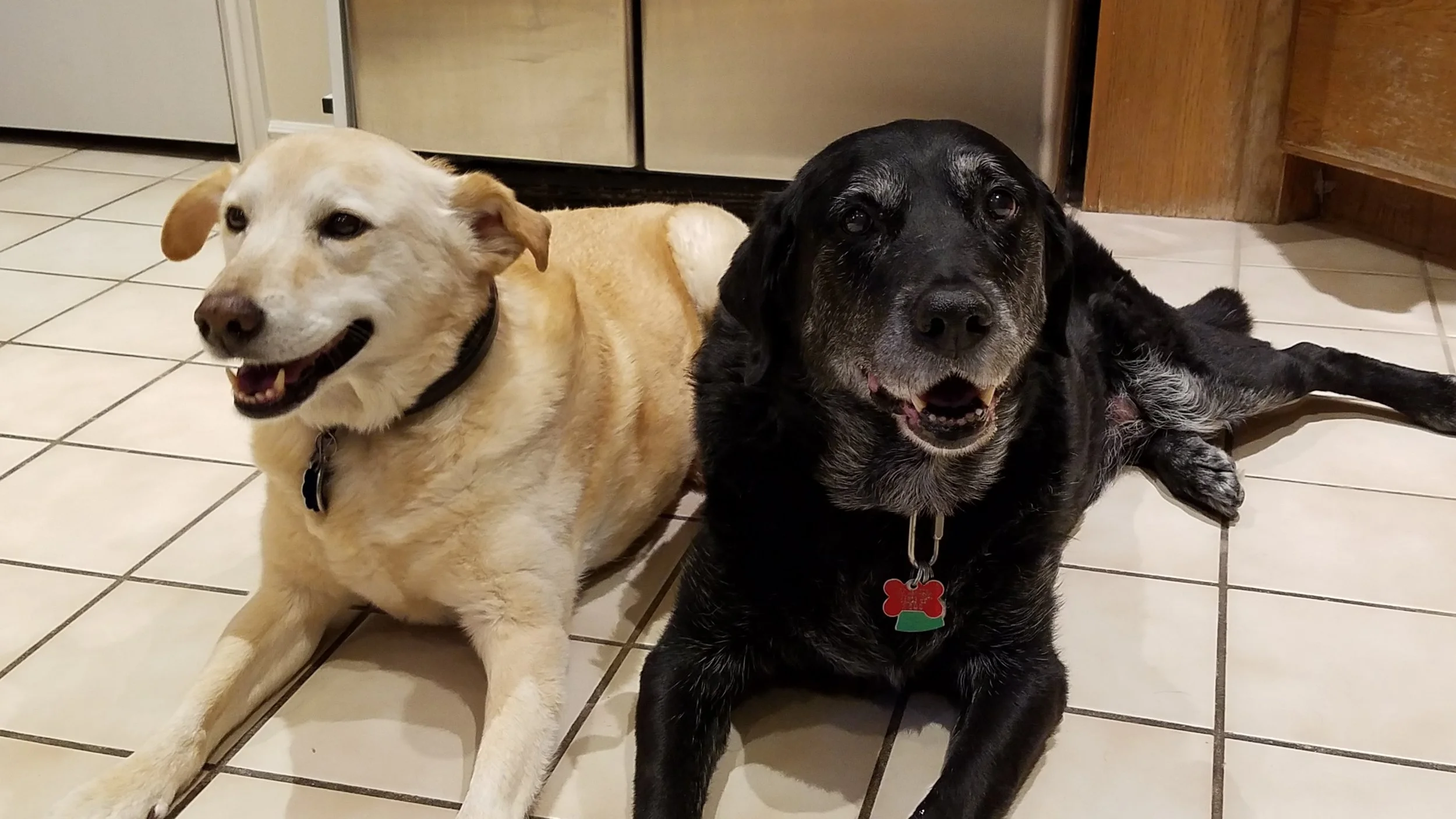 River is an old lady, like Sophie. She is deaf too. They make quite the pair!