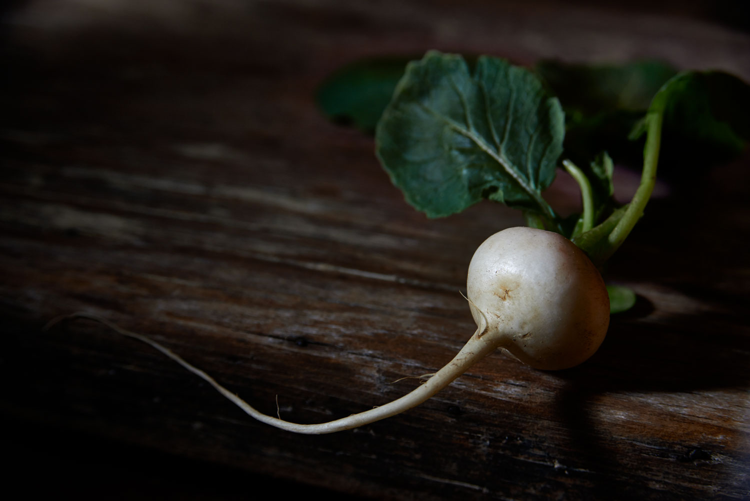 Radish00353.jpg
