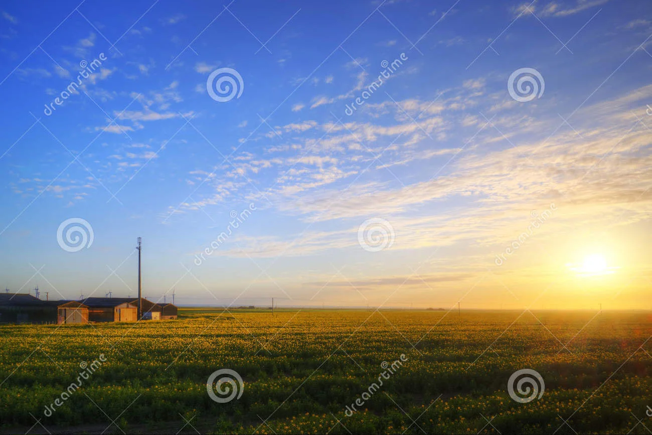farm-rapeseed-crop-field-sunrise-landscape-buildings-being-lit-rising-sun-over-31964500.jpg