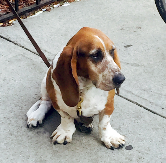  My friend, Will shared this pic of a Basset Hound he met at lunchtime :) Great feet, huh?