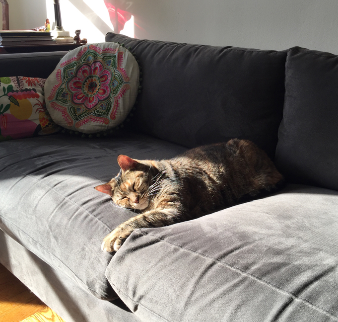 Allyn_Howard_Lena-cat_sofa.jpg