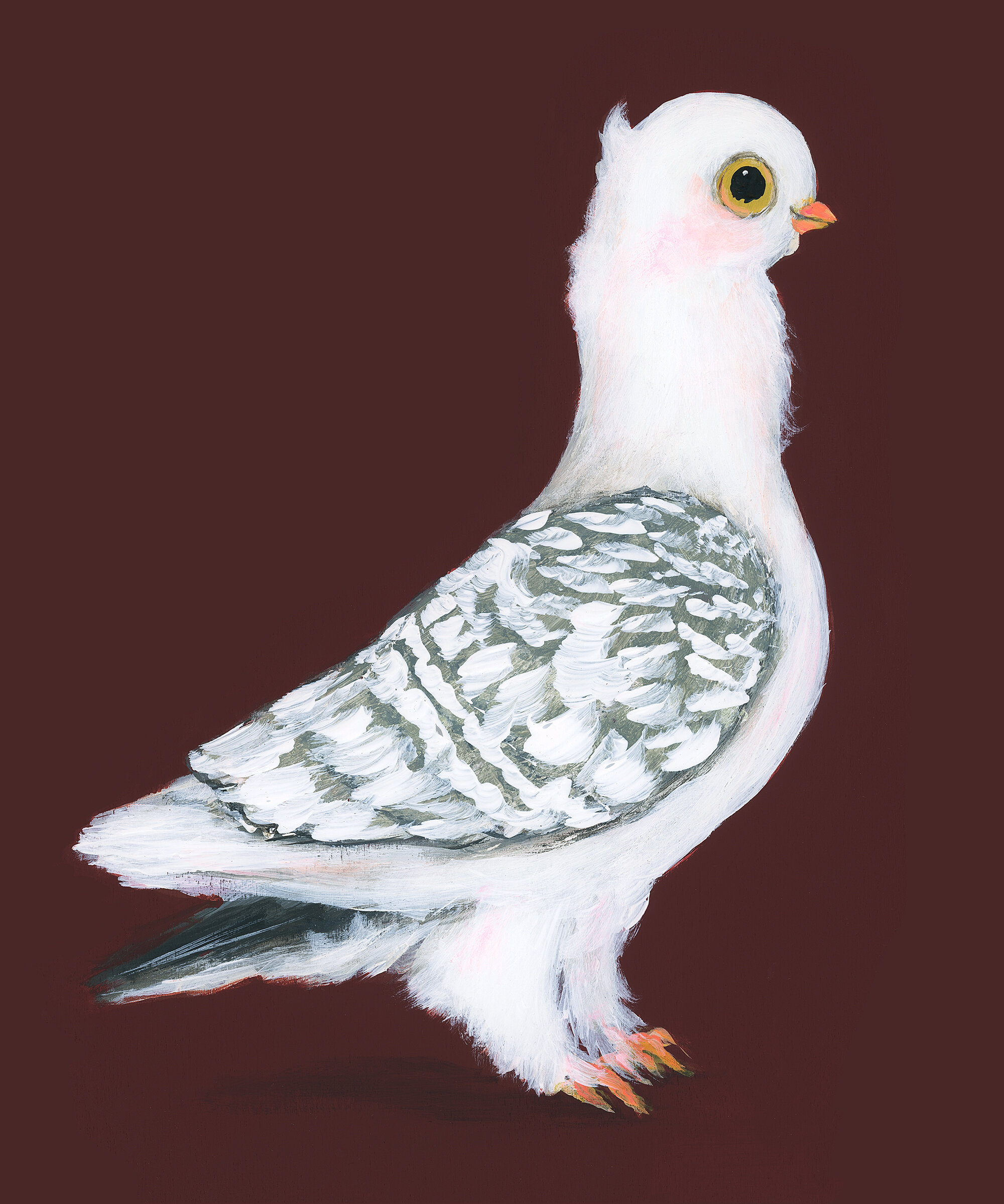 Allyn_Howard_Penelope_Frill_Pigeon.jpg