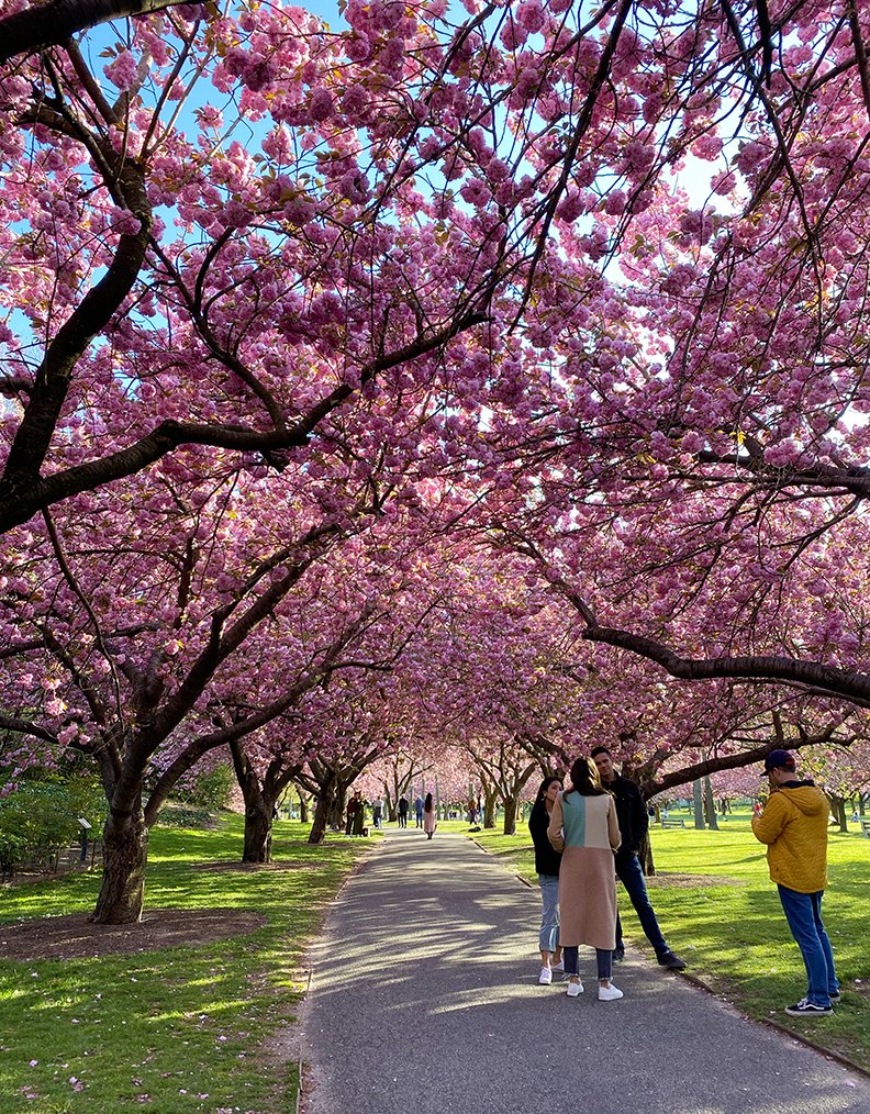 Allyn_Howard_BK-Botanic-Grdn_Cherry-Blossoms.jpg