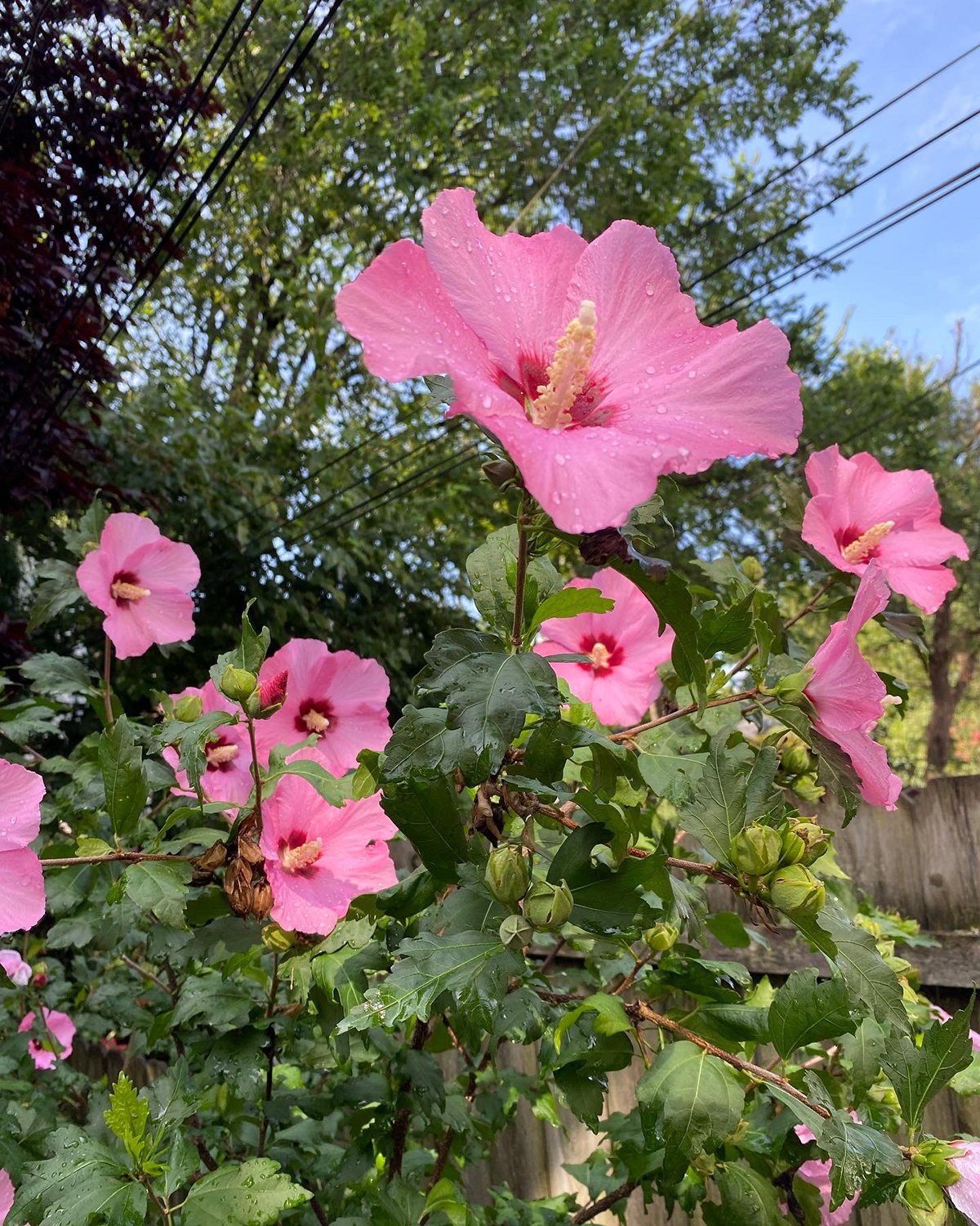 Allyn_Howard_pink_garden.jpg