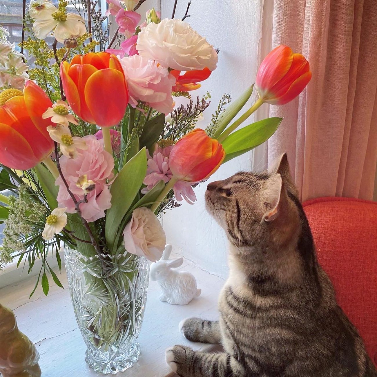 Allyn_Howard_kitty-Shadow-flowers.jpg
