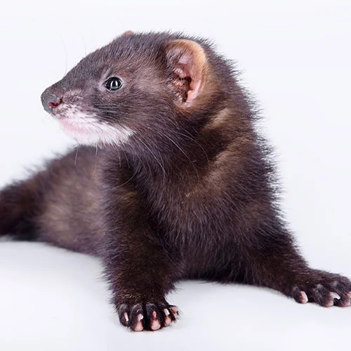 Mink.jpg