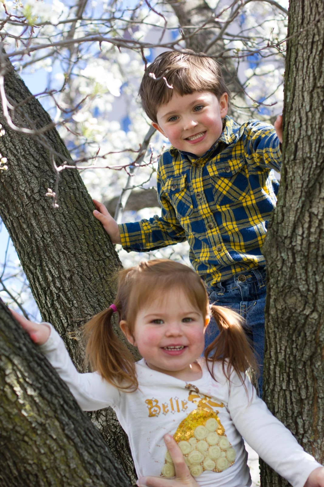 Cherry blossoms at Hains Point