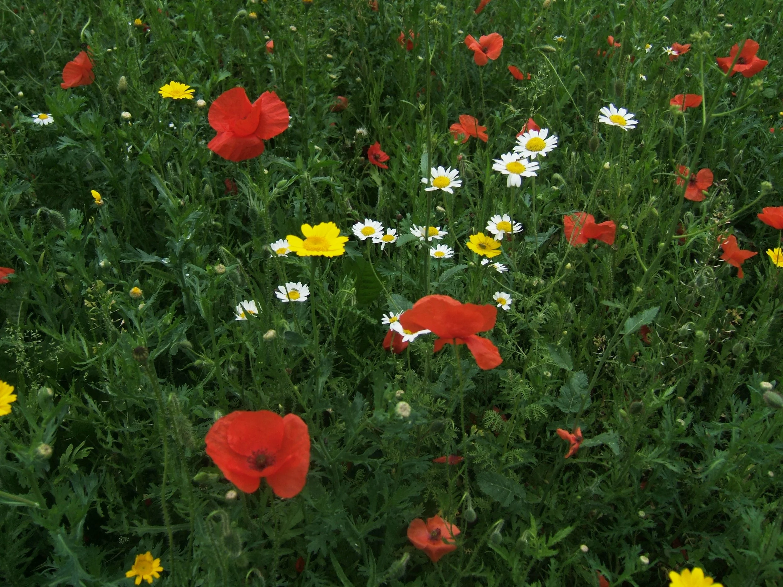 DSCF2591.jpg