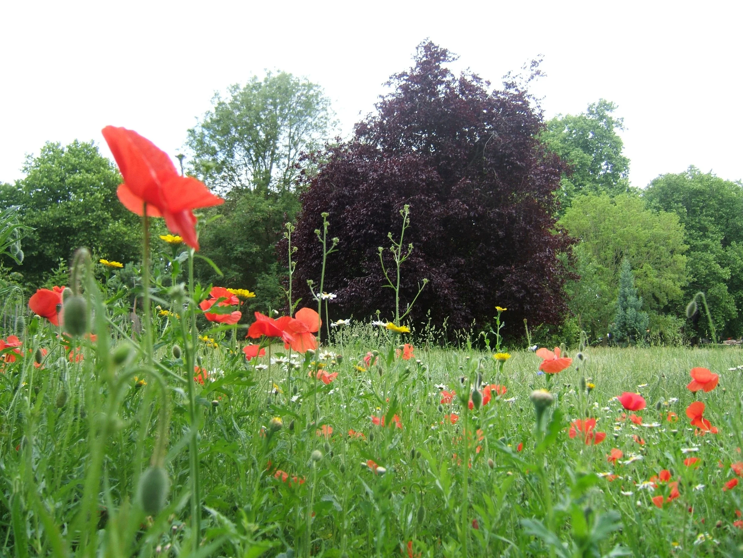 DSCF2584.jpg