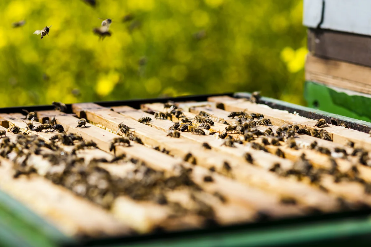 Sovoral_Miel-cruda, Organic Honey.jpg