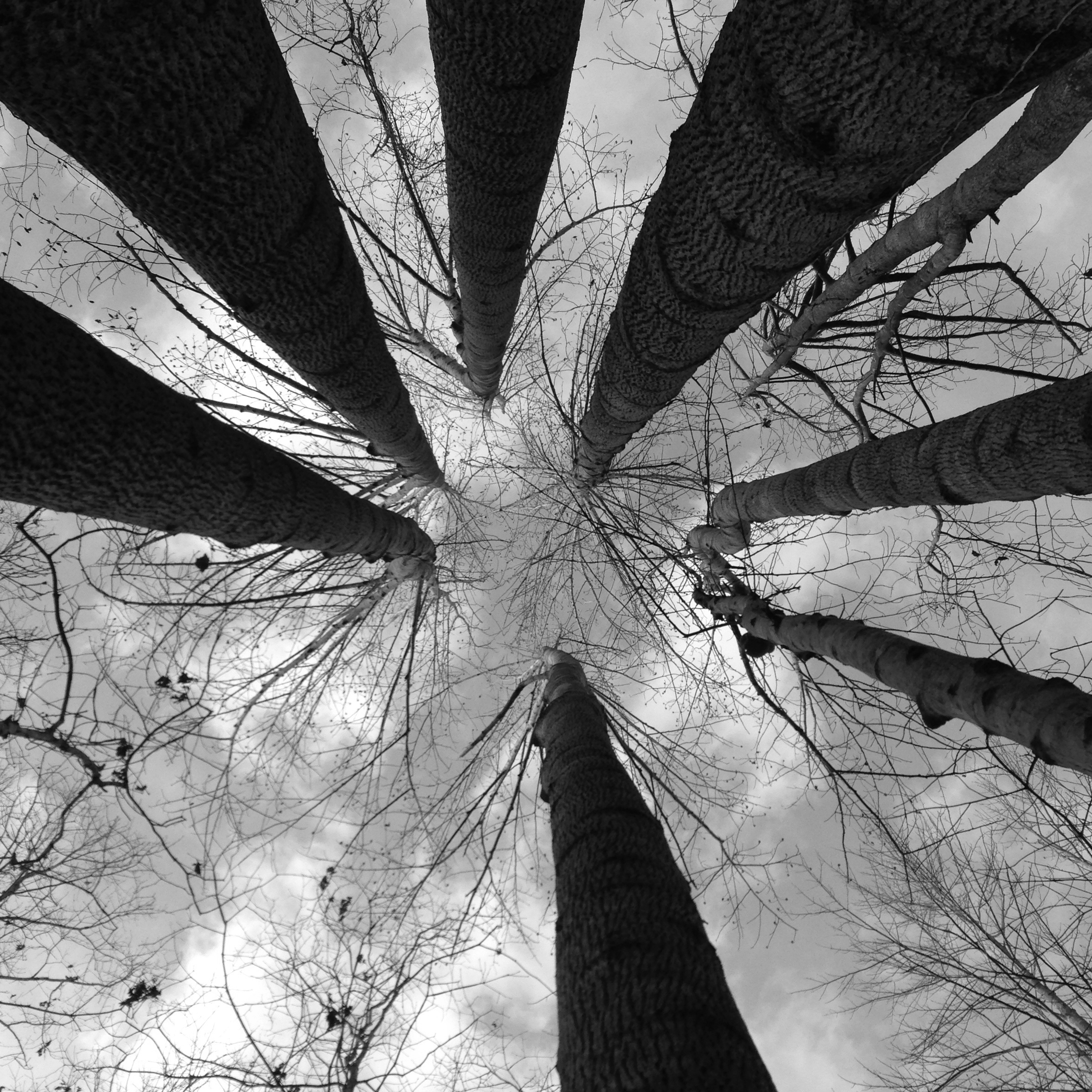 Photo of tree or something timberish - (note - keep black and white)