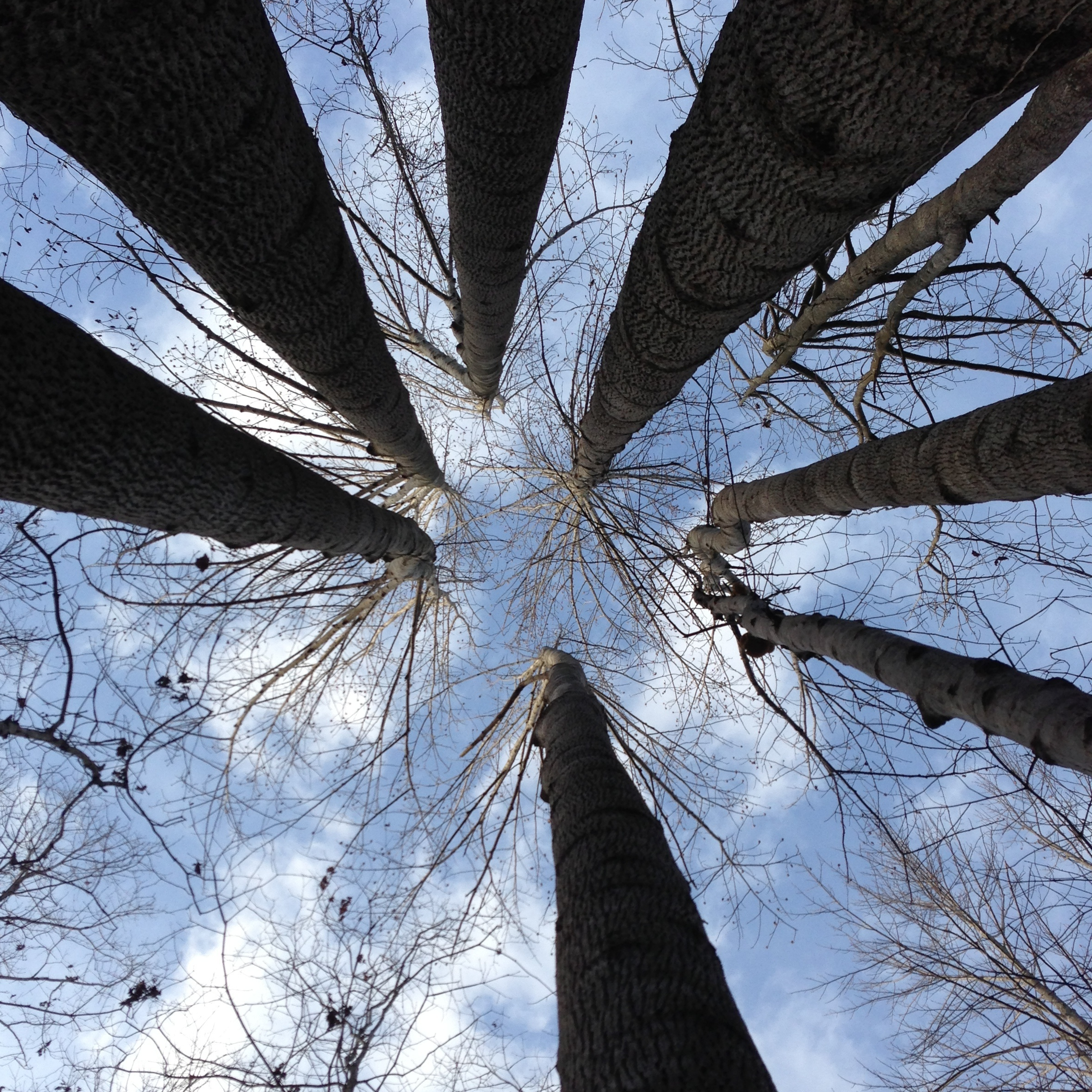 Looking up at 7 tall trees cropped.jpeg
