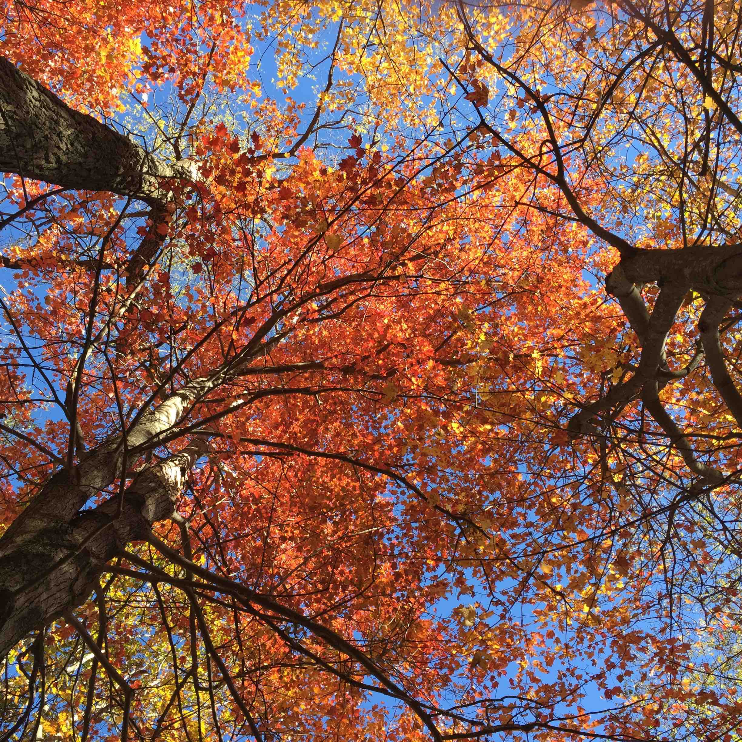 1.3 Cover - Autumn forest canopy from below.jpg