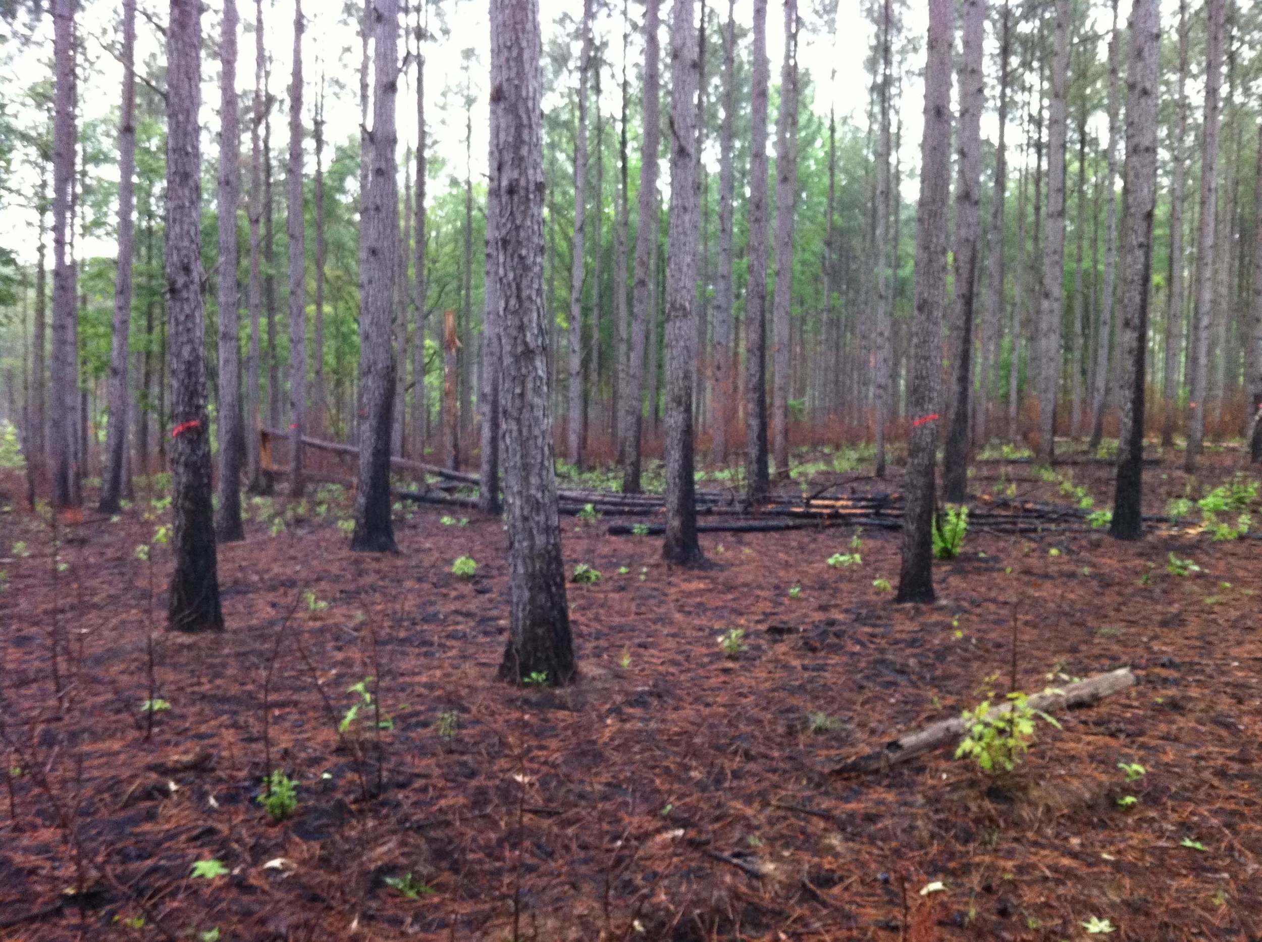 A selective harvest (single-tree selection) harvest site