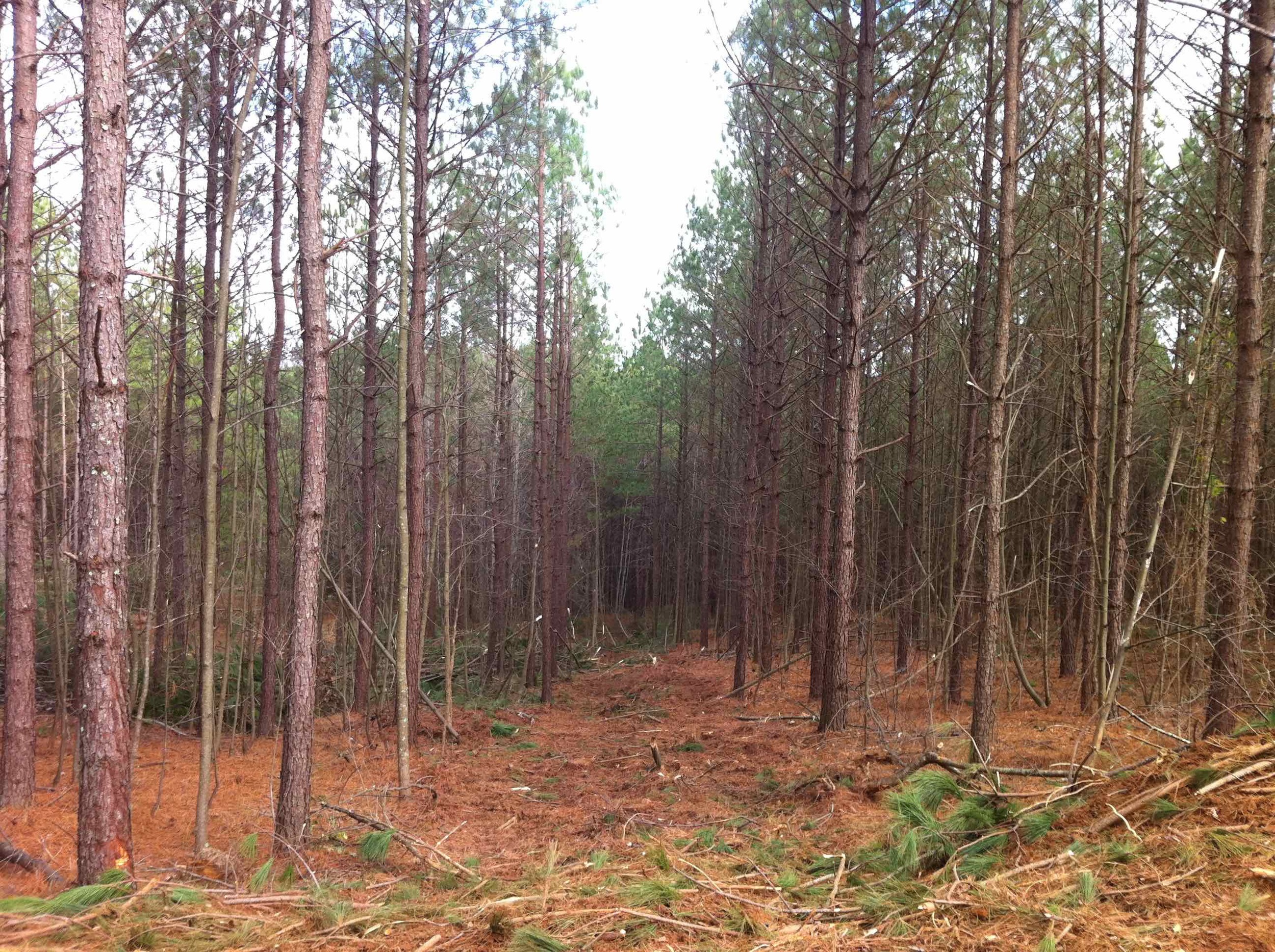 A thinned harvest site