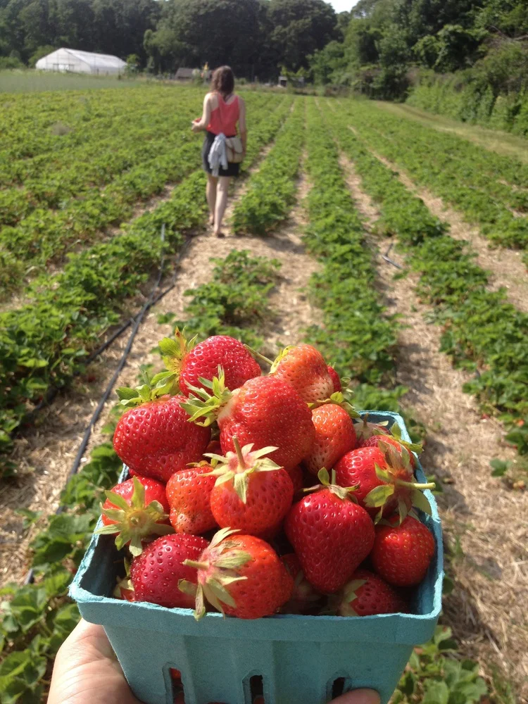 wanderlust wednesday : north fork, li